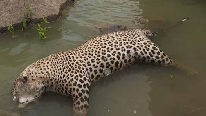 medak forest officials fail to determine cause of death rule out poaching ksp medak forest officials fail to determine cause of death rule out poaching ksp