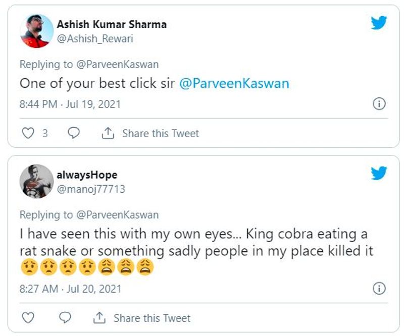 किंग कोबरा दुनिया का सबसे लंबा विषैला सांप है, जिसकी औसत लंबाई 3.18 से 4 मीटर होती है। ये अधिकतम 5.85 मीटर तक लंबा हो सकता है। 