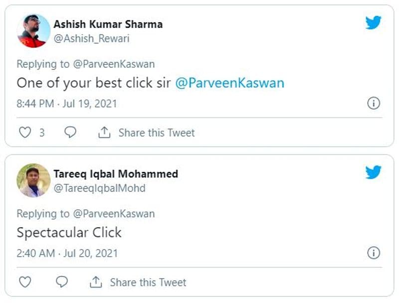 अन्य सांपों की तुलना में कोबरा शायद ही कभी कीट पतंगों या छिपकलियों का शिकार करता है। यह अपनी ही प्रजाति के सांपों का शिकार कर सकता है।