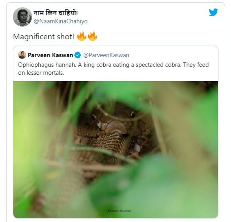 एक यूजर ने पोस्ट किया, इनकी हरकते इंसानों से मिलते जुलती हैं। एक यूजर ने तो कोबरा की आखों की तारीफ की। 