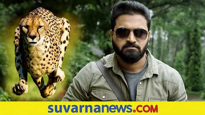 Kannada actor Rishab shetty adopts Indian leopard in Mysore Zoo vcs Kannada actor Rishab shetty adopts Indian leopard in Mysore Zoo vcs
