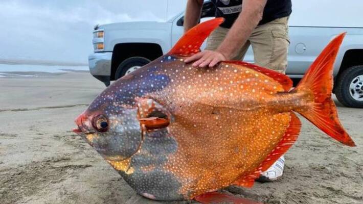 45 kg opah fish discovered on a beach 45 kg opah fish discovered on a beach