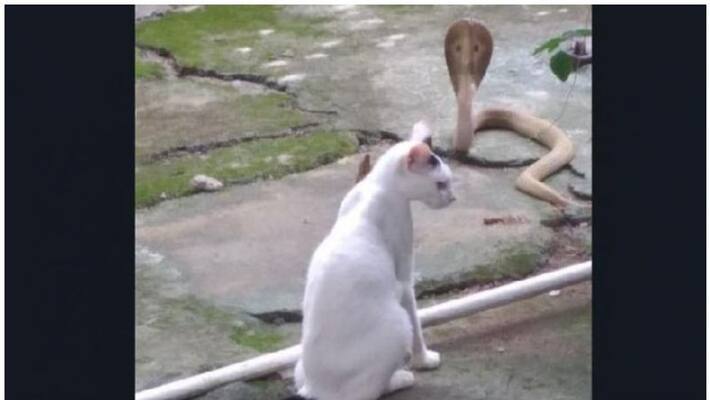Pet cat stands guard against cobra for 30 minutes Pet cat stands guard against cobra for 30 minutes