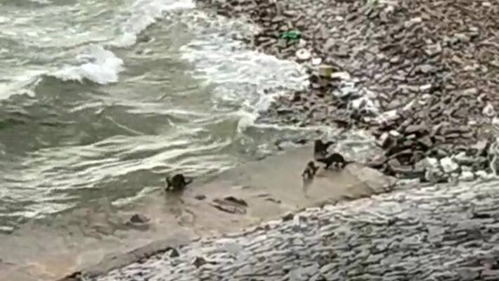 Otters spotted in waters of Nagarjuna Sagar Dam akp Otters spotted in waters of Nagarjuna Sagar Dam akp
