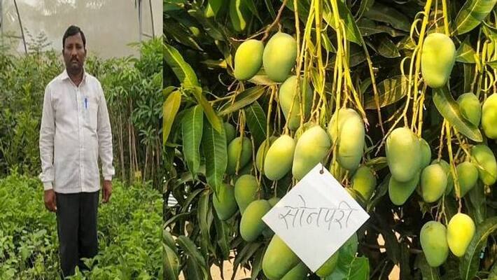 22 mango varieties in one tree 22 mango varieties in one tree