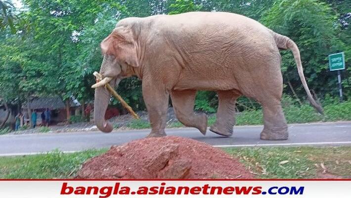 elephant ate money of women in west midnapore kept wheat sack bsm elephant ate money of women in west midnapore kept wheat sack bsm