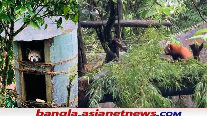 Mother Red panda has given birth to a baby at the Darjeeling Zoo in West Bengal RTB Mother Red panda has given birth to a baby at the Darjeeling Zoo in West Bengal RTB
