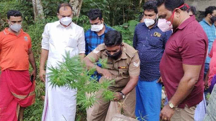 Cannabis plants found in Adikattukulangara Mettumpuram canal Cannabis plants found in Adikattukulangara Mettumpuram canal