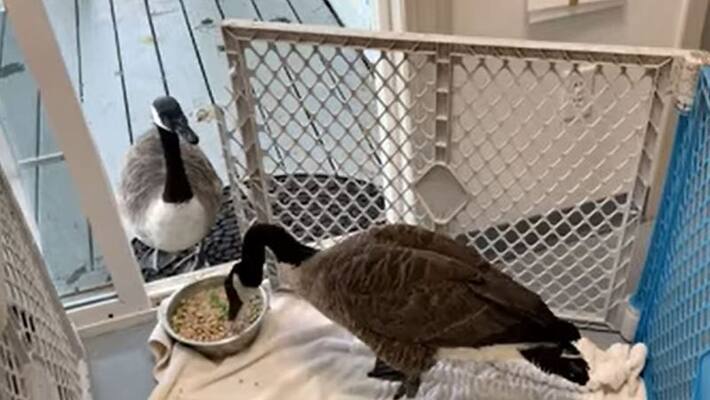 Goose paid a surprise visit to mate in surgery shares a meal with it bmm Goose paid a surprise visit to mate in surgery shares a meal with it bmm