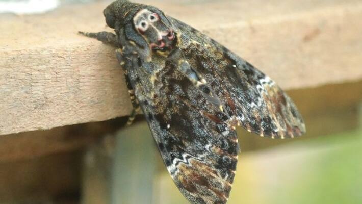 African death's-head hawkmoth a butterfly seen in a house in alappuzha African death's-head hawkmoth a butterfly seen in a house in alappuzha