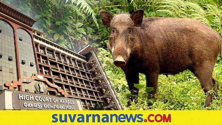 Kerala High Court Permits Farmers To Hunt Wild Boars Attacking Agricultural Lands dpl Kerala High Court Permits Farmers To Hunt Wild Boars Attacking Agricultural Lands dpl