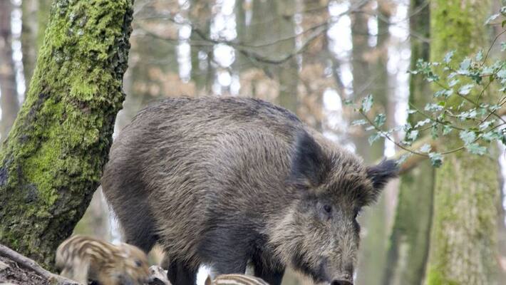 kerala high court directs chief wildlife warden to permit farmers to hunt wild boars kerala high court directs chief wildlife warden to permit farmers to hunt wild boars