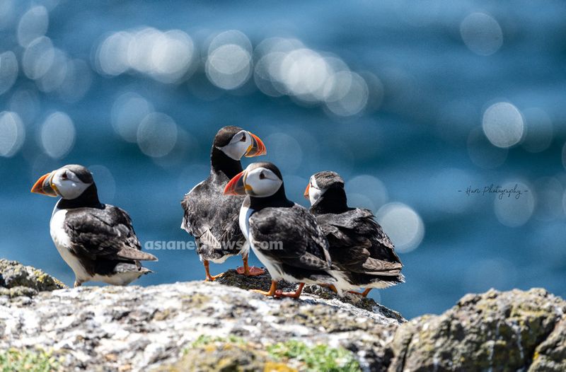 Puffins with beaked fish rare achievement for a Malayalee photographer