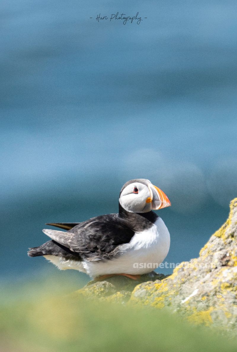 Puffins with beaked fish rare achievement for a Malayalee photographer