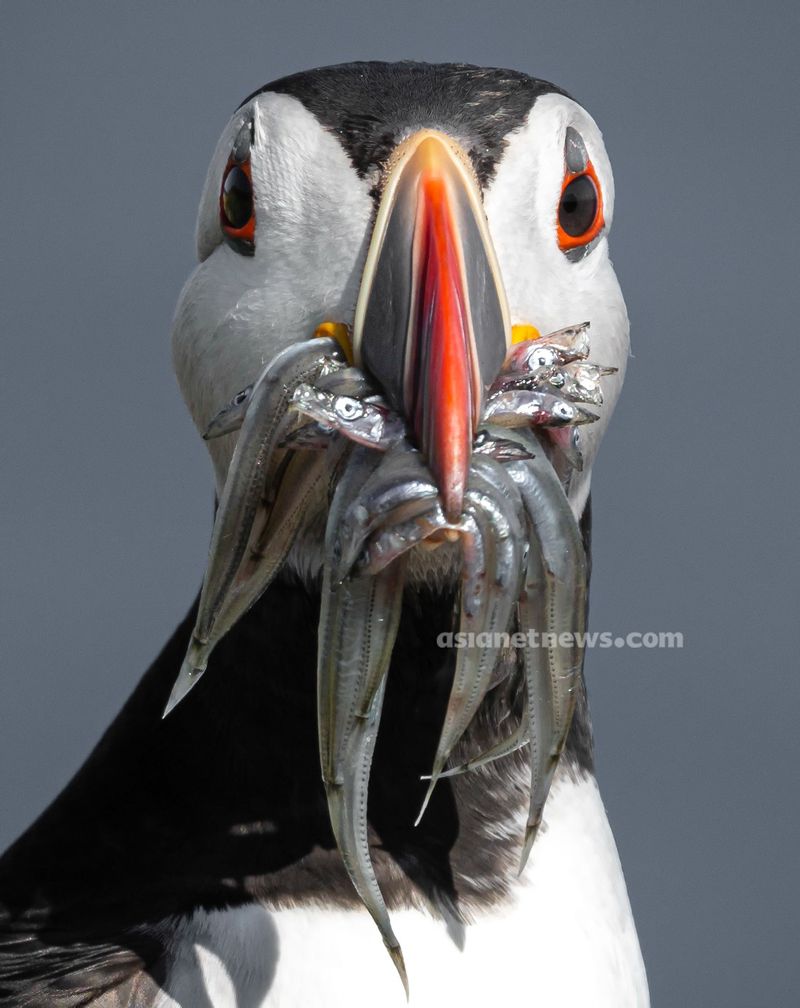 Puffins with beaked fish rare achievement for a Malayalee photographer