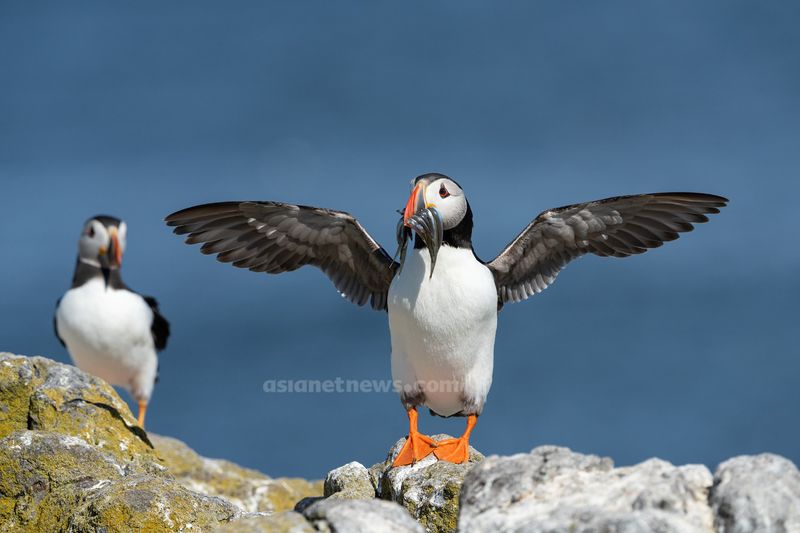 Puffins with beaked fish rare achievement for a Malayalee photographer