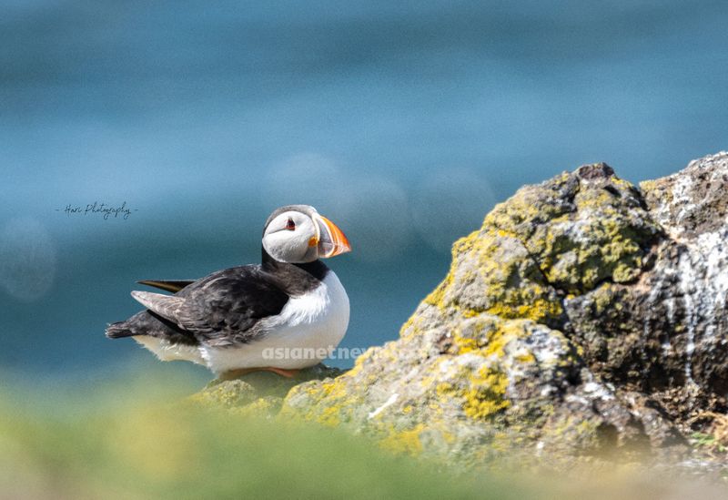 Puffins with beaked fish rare achievement for a Malayalee photographer
