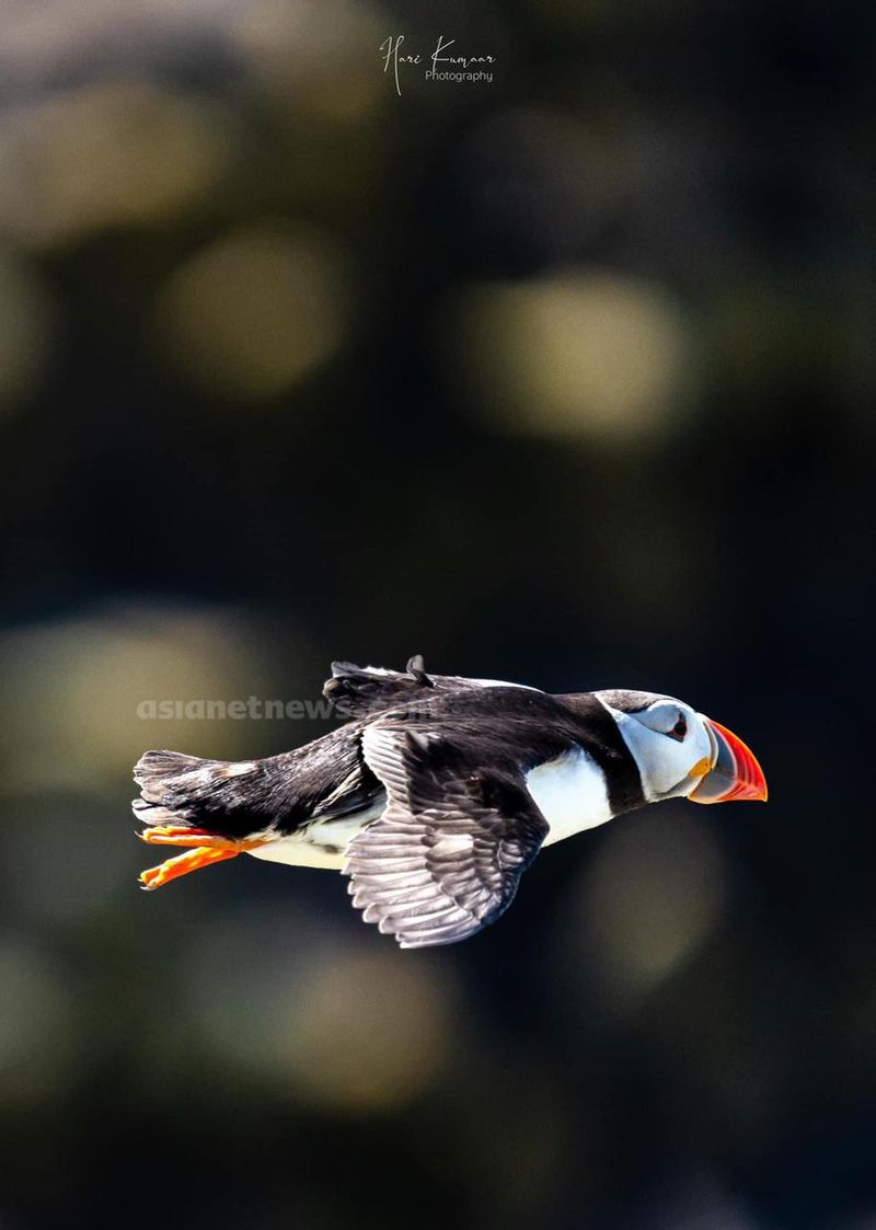 Puffins with beaked fish rare achievement for a Malayalee photographer