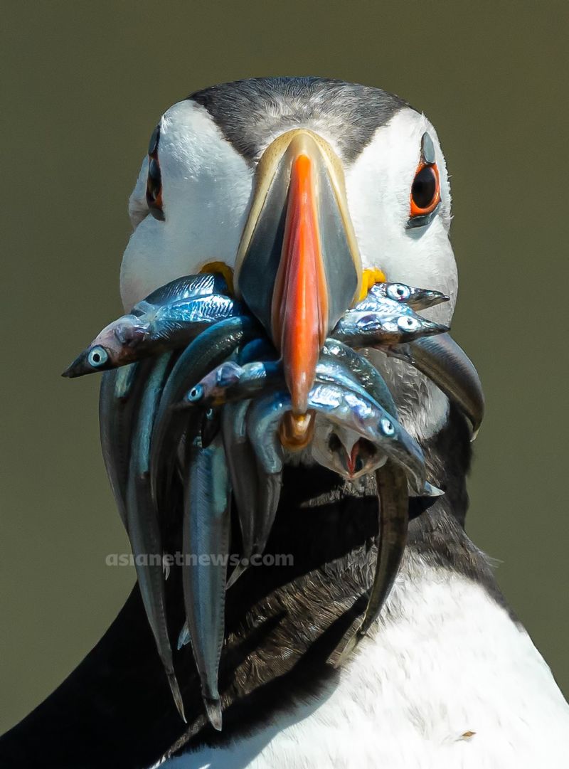 Puffins with beaked fish rare achievement for a Malayalee photographer