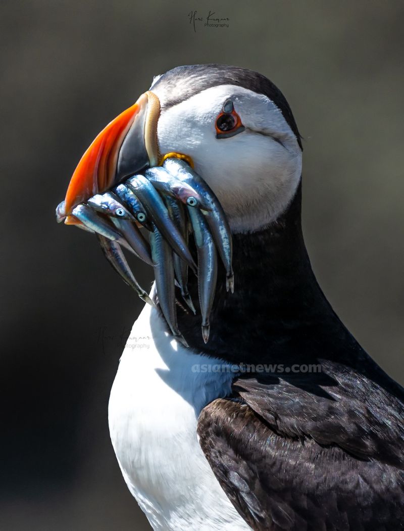 Puffins with beaked fish rare achievement for a Malayalee photographer