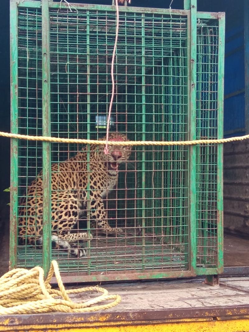 Leopard trapped released into forest Udupi photos mah