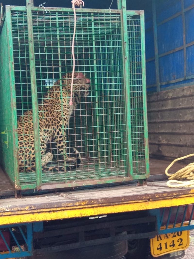 Leopard trapped released into forest Udupi photos mah