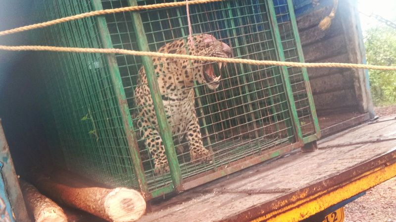 Leopard trapped released into forest Udupi photos mah