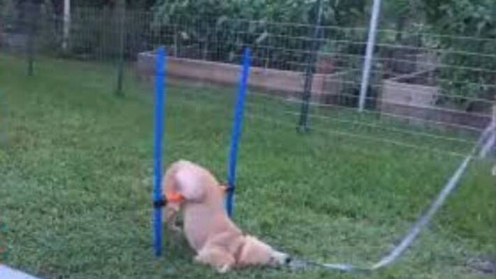 cute video of puppy cute video of puppy