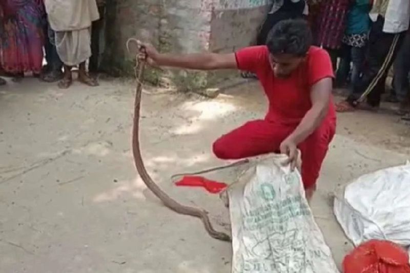 uttar pradesh news 40 snakes and 90 eggs found in a house in 3 days at sant kabirnagar kpr