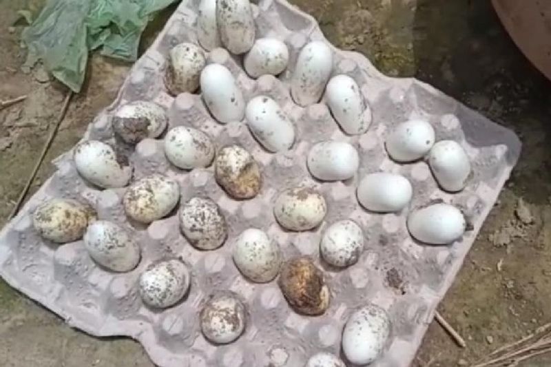 uttar pradesh news 40 snakes and 90 eggs found in a house in 3 days at sant kabirnagar kpr