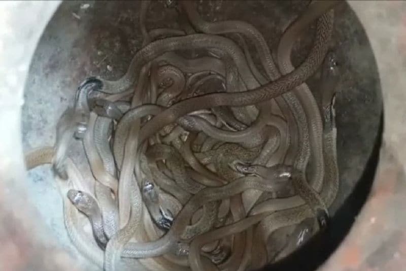 uttar pradesh news 40 snakes and 90 eggs found in a house in 3 days at sant kabirnagar kpr