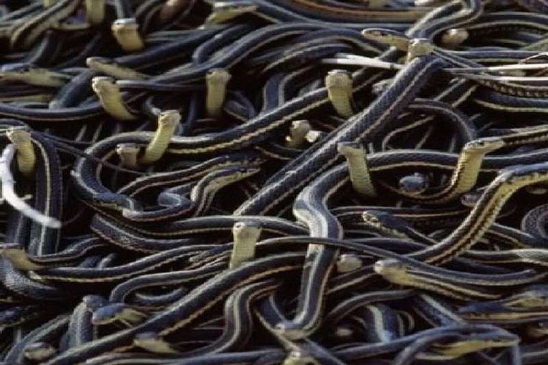 uttar pradesh news 40 snakes and 90 eggs found in a house in 3 days at sant kabirnagar kpr