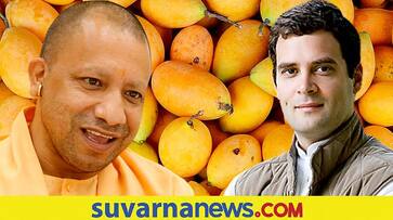 Rahul says he does not like UP mangoes UP CM says his taste is divisive dpl Rahul says he does not like UP mangoes UP CM says his taste is divisive dpl