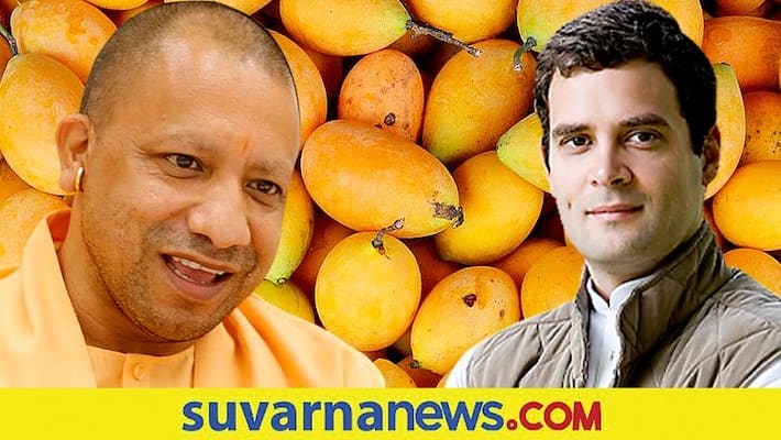 Rahul says he does not like UP mangoes UP CM says his taste is divisive dpl Rahul says he does not like UP mangoes UP CM says his taste is divisive dpl