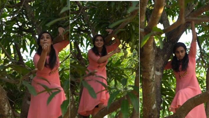Lakshmi Nakshatra shares a video of a mango being plucked from a tree Lakshmi Nakshatra shares a video of a mango being plucked from a tree
