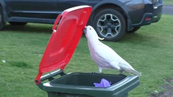 cockatoos open bin for food video cockatoos open bin for food video
