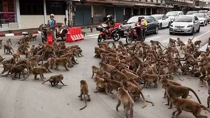 monkey group fight in Thailand monkey group fight in Thailand