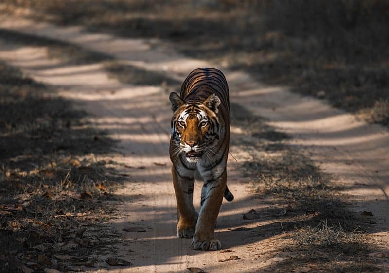 International Tiger Day special conservation focus India-VPN