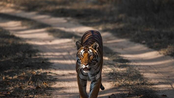The tiger was trapped in the cage of the forest department in Wayanad Vakeri The tiger was trapped in the cage of the forest department in Wayanad Vakeri