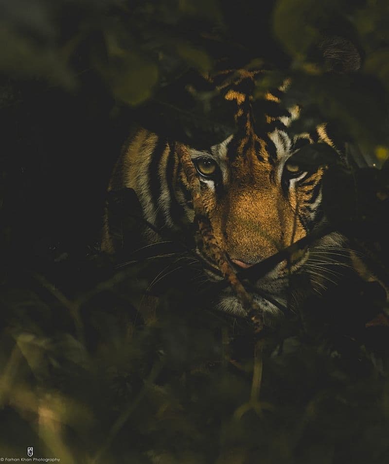 International Tiger Day special conservation focus India-VPN