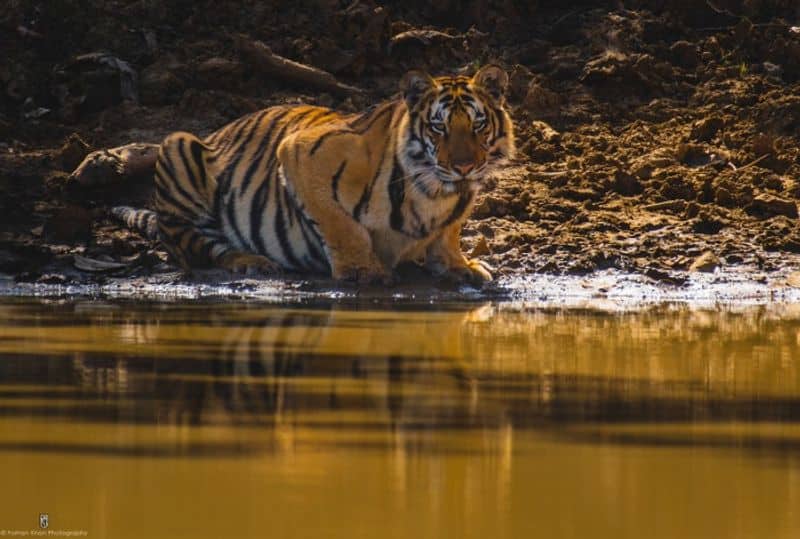 International Tiger Day special conservation focus India-VPN