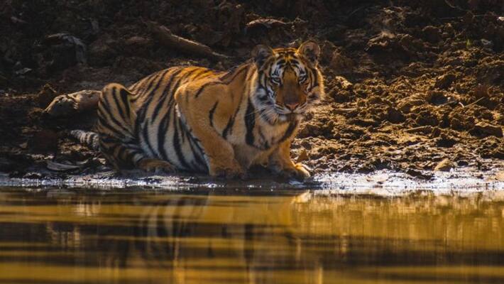 tiger identified in Jagitial district tiger identified in Jagitial district