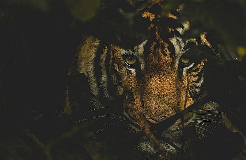 to 9 destination in india which famous for tiger reserve bjc