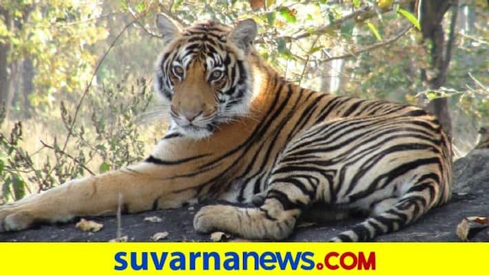 International Tiger Day 2021 PM Narendra Modi Extends Greetings to Wildlife Lovers pod International Tiger Day 2021 PM Narendra Modi Extends Greetings to Wildlife Lovers pod