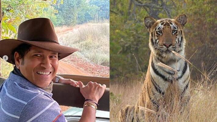 International Tiger Day 2021: God of cricket Sachin Tendulkar shares thrilling photo from tiger reserve dva International Tiger Day 2021: God of cricket Sachin Tendulkar shares thrilling photo from tiger reserve dva