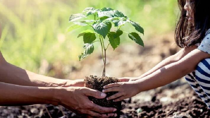 Murshidabad set a record by planting trees bpsb Murshidabad set a record by planting trees bpsb