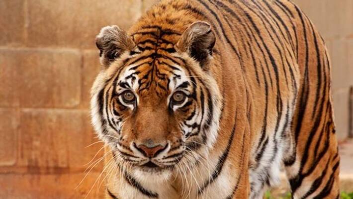 A fisherman killed by Tiger in Sundarbans RTB A fisherman killed by Tiger in Sundarbans RTB