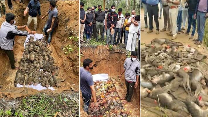 Shameful case of killing monkeys after torture in Hassan district of Karnataka kpa Shameful case of killing monkeys after torture in Hassan district of Karnataka kpa