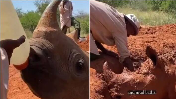 Baby rhino drinks milk from bottle, enjoys mud bath Baby rhino drinks milk from bottle, enjoys mud bath
