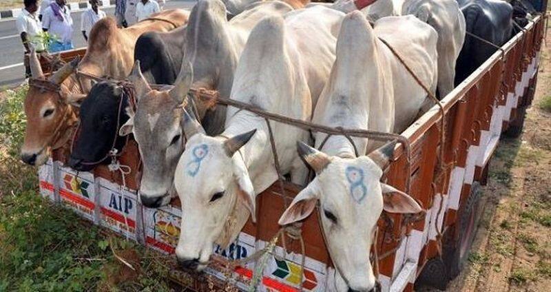 Cow Trafficking to Kerala in the name of religion .. warning by Shiv Sena.
